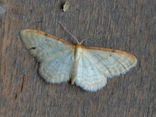 Réf. 326 287 : Idaea humiliata
